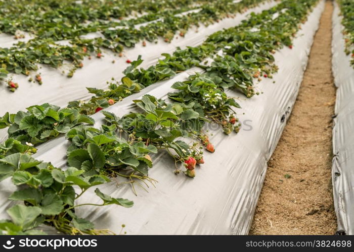 Strawberry Patch full of Strawberries