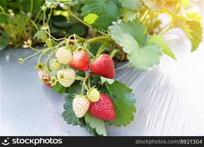 strawberry plant farm, fresh ripe strawberry field for harvest strawberries in the garden fruit strawberry in summer