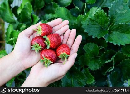 strawberry plant farm, fresh ripe strawberry field for harvest strawberries picking on hand in the garden fruit collected strawberry in summer