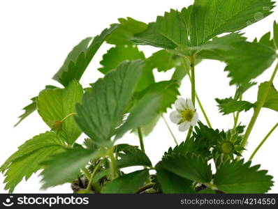 strawberry plant with flowers, close up on white background