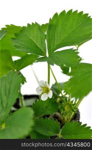 strawberry plant with flowers on white background