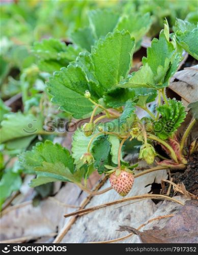Strawberry plant with its fruit