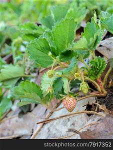 Strawberry plant with its fruit