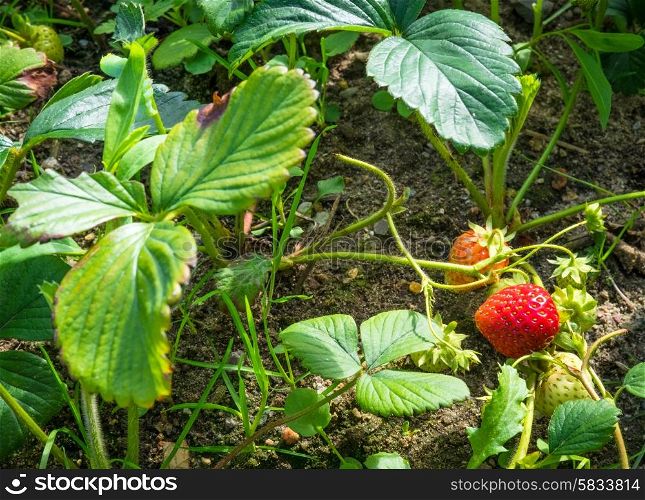 Strawberry plants with a single red berry