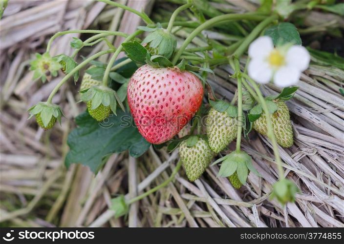 Strawberry. Strawberry plants already ripe to harvest