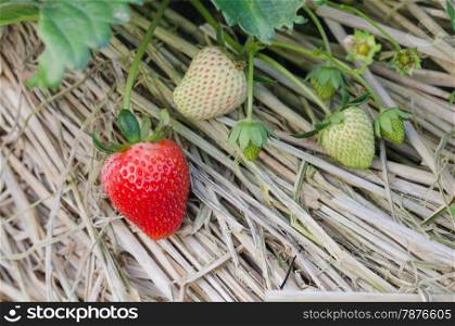 Strawberry. Strawberry plants already ripe to harvest