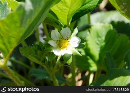 strawberry white flower