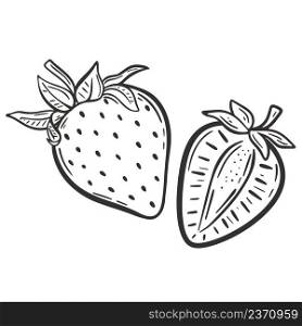 Strawberry whole and half sketch vector illustration. Several berries hand engraved. Healthy organic healthy food isolated object. Strawberry whole and half sketch vector illustration