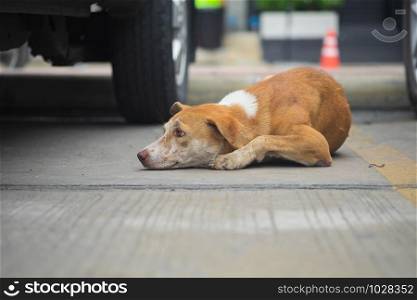 Stray brown dogs are lying down on concrete floors in outdoor car park area, selective focus.