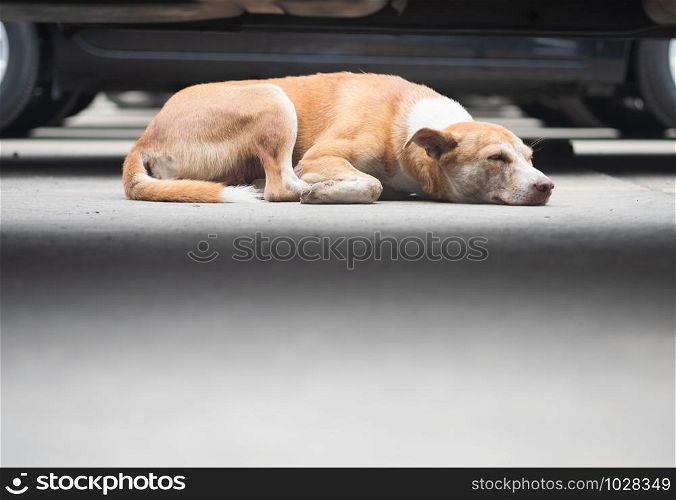 Stray brown dogs are sleeping on concrete floors in outdoor car park area, selective focus.