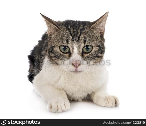 stray cat in front of white background