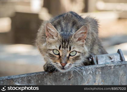 Stray cat is seen in the street . Stray cat seen in the street of the city