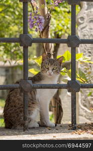 Stray cat seen in the street of the city