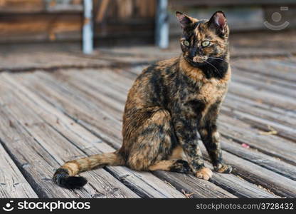 Stray cat sitting on an old wooden western sidewalk