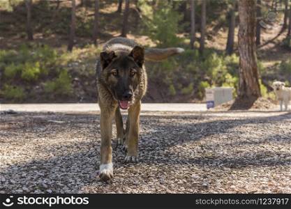 Stray dog left in the woods in TURKEY