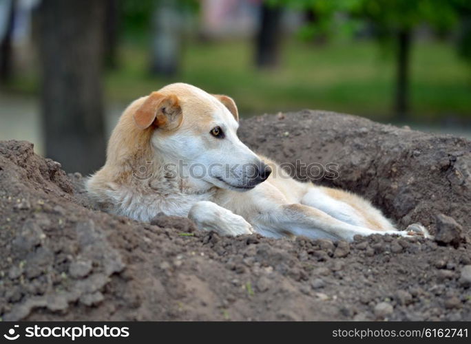 Stray dog lying on a pile of soil in the park