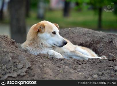 Stray dog lying on a pile of soil in the park