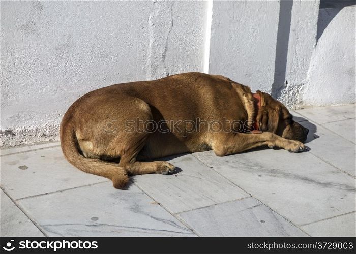 Stray dog sleeping in the street ,Santorini, Greece