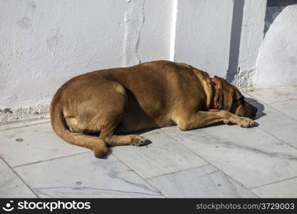 Stray dog sleeping in the street ,Santorini, Greece