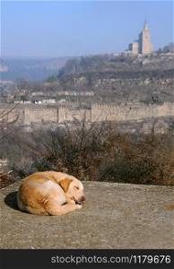 Stray dog sleeps in the sun against the background of Tsarevets fortress in the town of Veliko Tarnovo in Bulgaria
