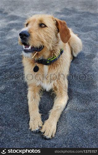 Stray dog with collar having rest at black sand beach of Santorini. Stray dog having rest