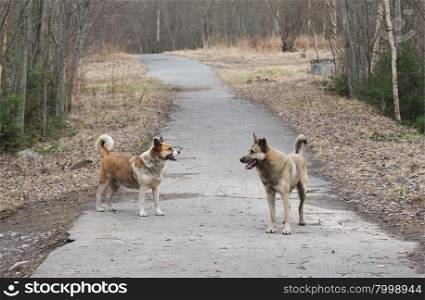 stray dogs in the park
