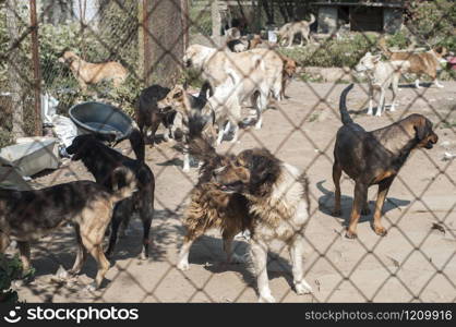 Stray dogs outdoor in animal shelter closeup behind a wire mesh