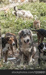 Stray dogs outdoor in animal shelter closeup behind a wire mesh