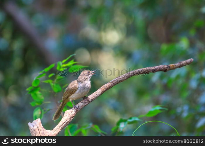 Streak-eared Bulbul (Pycnonotus blanfordi) in nature of Thailand