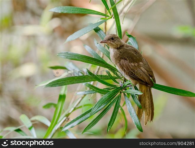 Streak-eared Bulbul (Pycnonotus blanfordi) on branch, Thailand