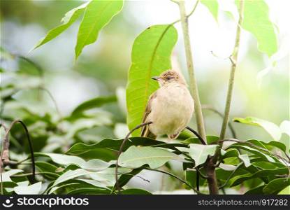 Streak-eared bulbul's stand?ing on branches? in the forest. Bird's in the nature background.