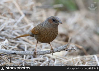 Streaked laughingthrush, Trochalopteron lineatum, Sattal, Nainital, Uttarakhand, India