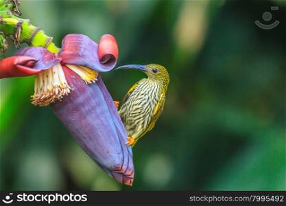 Streaked Spiderhunter bird with flower and taking a syrup
