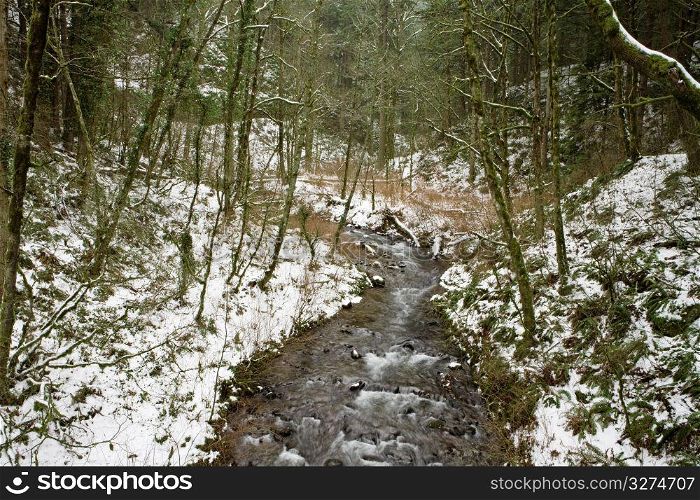 Stream amid snow-covered forest