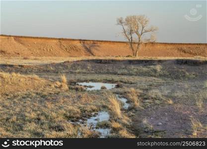 stream and a lonely tree in northern Colorado grassland, early spring scenery in Soapstone Prairie Natural Area near Fort Collins