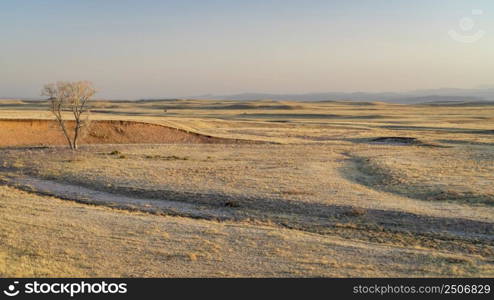 stream and  a lonely tree in northern Colorado grassland with Rocky Mountains in background, early spring scenery in Soapstone Prairie Natural Area near Fort Collins