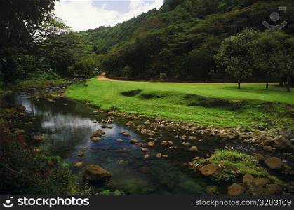 Stream flowing in a forest, Hawaii, USA