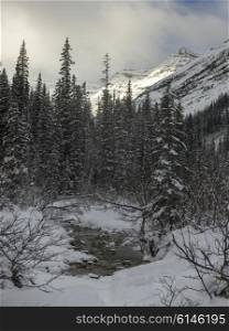 Stream flowing in snowy forest, Lake Louise, Banff National Park, Alberta, Canada