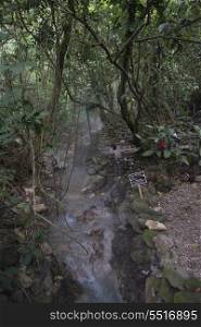 Stream flowing through a forest, Finca El Cisne, Copan Ruinas, Copan Department, Honduras