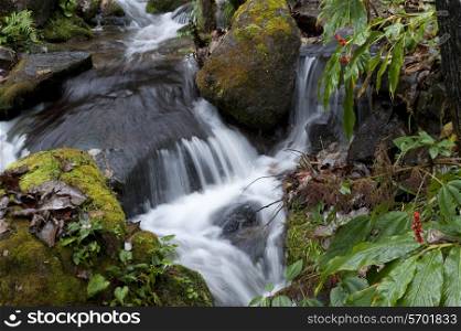 Stream flowing through a forest, Paro Valley, Paro District, Bhutan