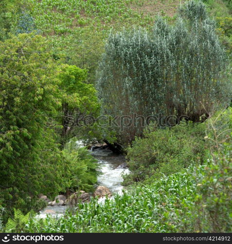 Stream flowing through a forest, Sacred Valley, Cusco Region, Peru