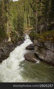 Stream flowing through forest, Maligne Canyon, Jasper National Park, Alberta, Canada