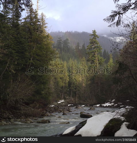 Stream in forest