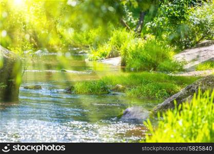 Stream in the green forest and sun shining through foliage