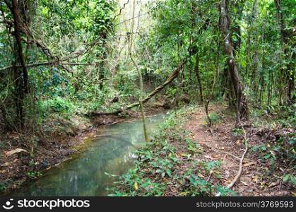 Stream in the tropical forest