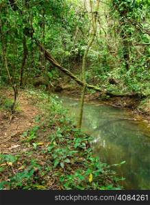 Stream in the tropical forest
