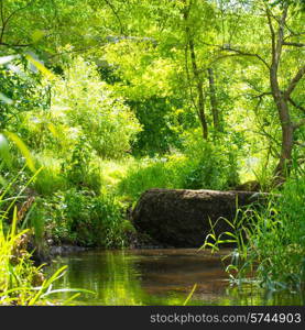 Stream in the tropical forest. Environment sunny landscape