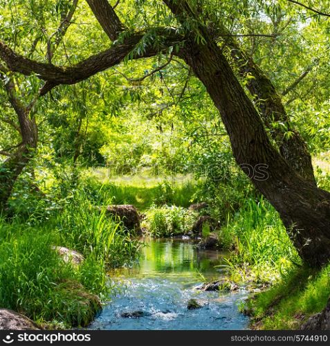 Stream in the tropical forest. Environment sunny landscape