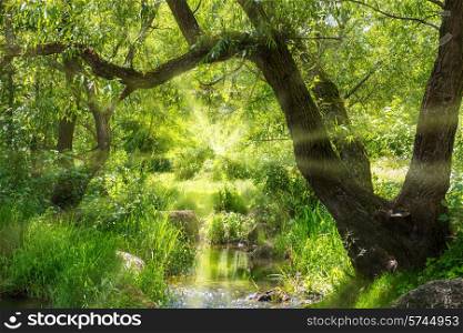 Stream in the tropical forest. Environment sunny landscape