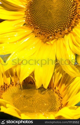Stream of oil flowing from sunflower head